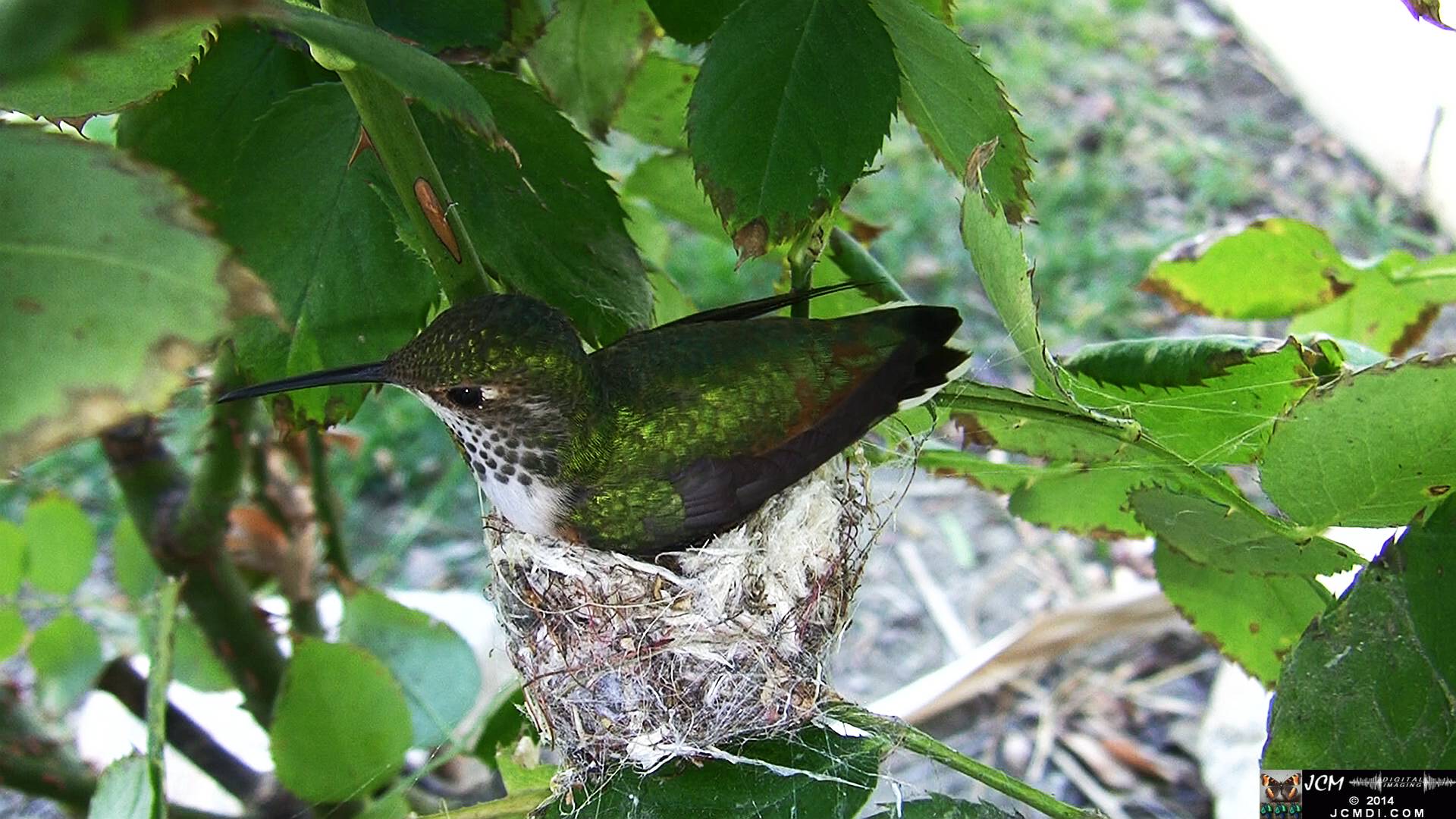 Allen's Hummingbird female in nest 